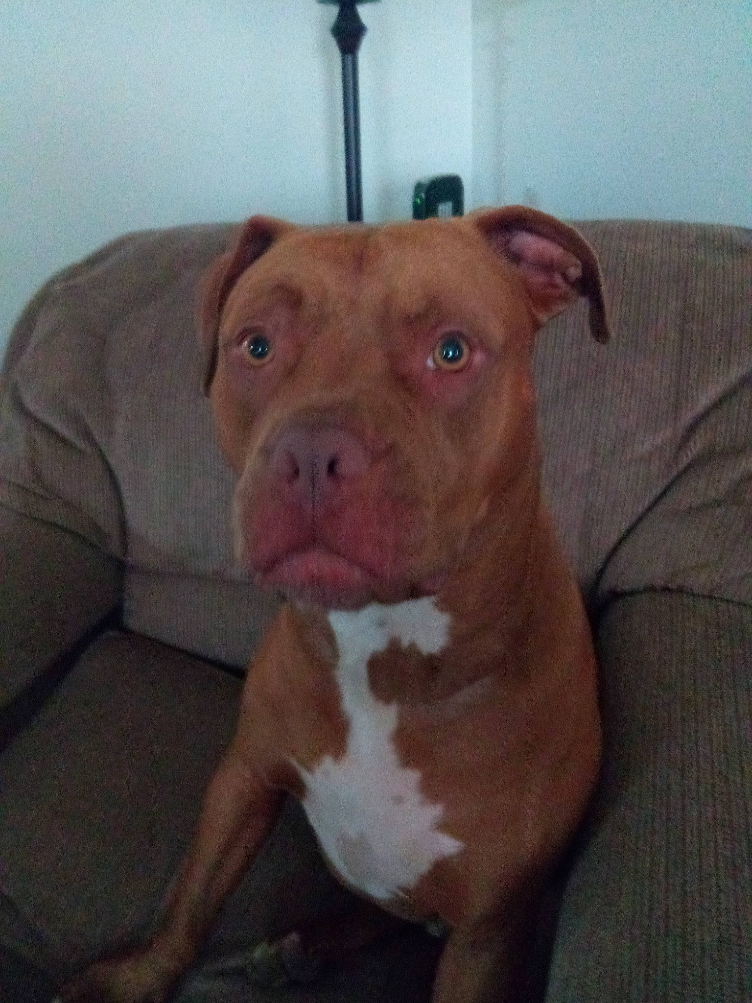 Henry is registered to the contest to win money with this photo: american_bulldog, american_pit_bull_terrier, american_staffordshire_terrier, canidae, carnivore, dog, dog_breed, ear, fawn, mammal, non_sporting_group, nose, pit_bull, rare_breed_dog, snout, staffordshire_bull_terrier, valley_bulldog, vertebrate