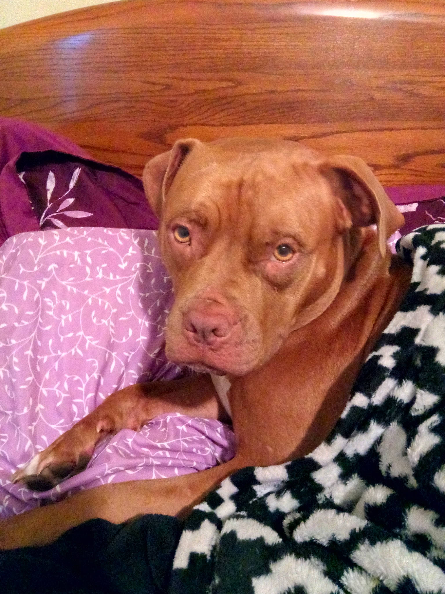 Henry joined the competition — help win amazing prizes! american_pit_bull_terrier, bandog, canidae, carnivore, dog, dog_breed, dogue_de_bordeaux, ear, fawn, mammal, molosser, non_sporting_group, pit_bull, puppy, snout, sporting_group, vertebrate, vizsla