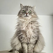 Pepsy participe au concours pour gagner de l'argent avec cette photo : cat, fluffy, gray, green_eyes, sitting, wooden_surface, indoor, pet, feline, long_hair, portrait, cute, animal, whiskers, ears, nose, paws, fur, calm, looking_up