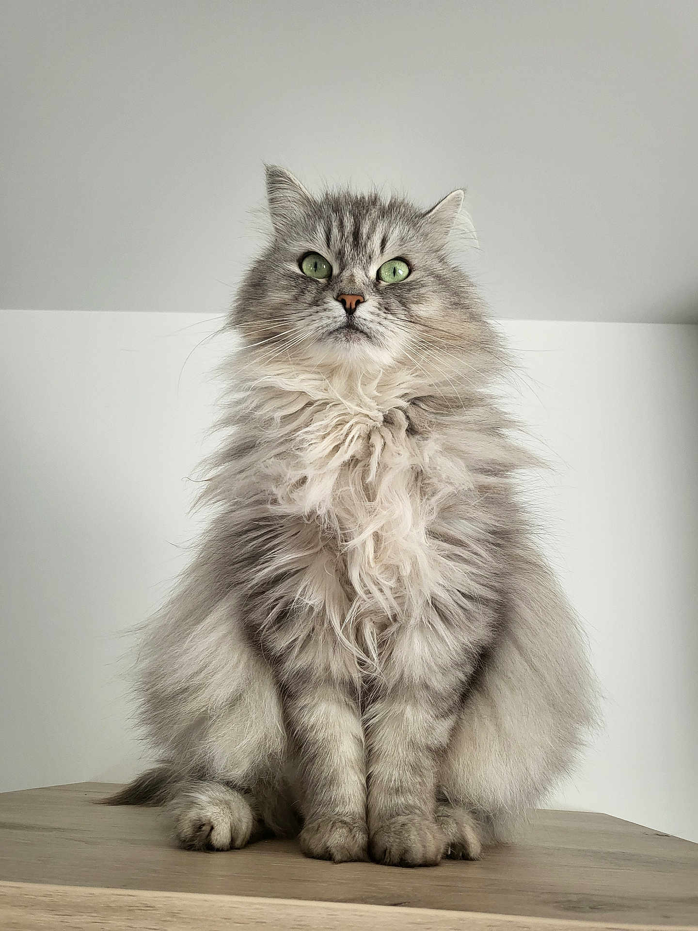 Pepsy participe au concours pour gagner de l'argent avec cette photo : cat, fluffy, gray, green_eyes, sitting, wooden_surface, indoor, pet, feline, long_hair, portrait, cute, animal, whiskers, ears, nose, paws, fur, calm, looking_up