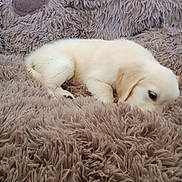 Oka participe au concours pour gagner de l'argent avec cette photo : adorable, animal, blanket, brown, closeup, comfort, cozy, cream, cute, dog, fluffy, fur, indoor, pet, puppy, resting, sleeping, snuggling, soft, young