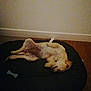Oka participe au concours pour gagner de l'argent avec cette photo : animal, black_bed, bone_toy, brown_ear, canine, cozy, cute, dog, floor, home, indoor, lying_down, pet, quiet, relaxed, resting, sleep, sleeping, white_wall, wooden_floor