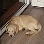 animal, calm, canine, cozy, dog, door, floor, fur, home, indoors, light_colored, paw, pet, quiet, relaxation, resting, sleeping, sliding_door, tail, wooden_floor