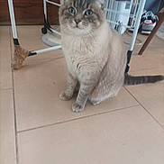 Chico participe au concours pour gagner de l'argent avec cette photo : cat, blue_eyes, sitting, indoor, tile_floor, clothes_drying_rack, sneakers, household, pet, feline, fur, whiskers, tail, domestic_animal, casual, cozy, home, relaxed, animal, cute