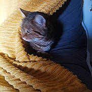 Annita participe au concours pour gagner de l'argent avec cette photo : cat, tabby, blanket, yellow, cozy, furniture, couch, indoor, pet, fur, striped, relaxing, comfort, animal, domestic, side_view, soft_texture, warm_colors, resting, feline