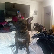 Precious Marie is registered to the contest to win money with this photo: dog, bed, blanket, clothing, room, indoor, furniture, cabinet, microwave, chair, laundry, pet, brown_dog, white_chest_marking, curious, household, messy, domestic, cozy, casual