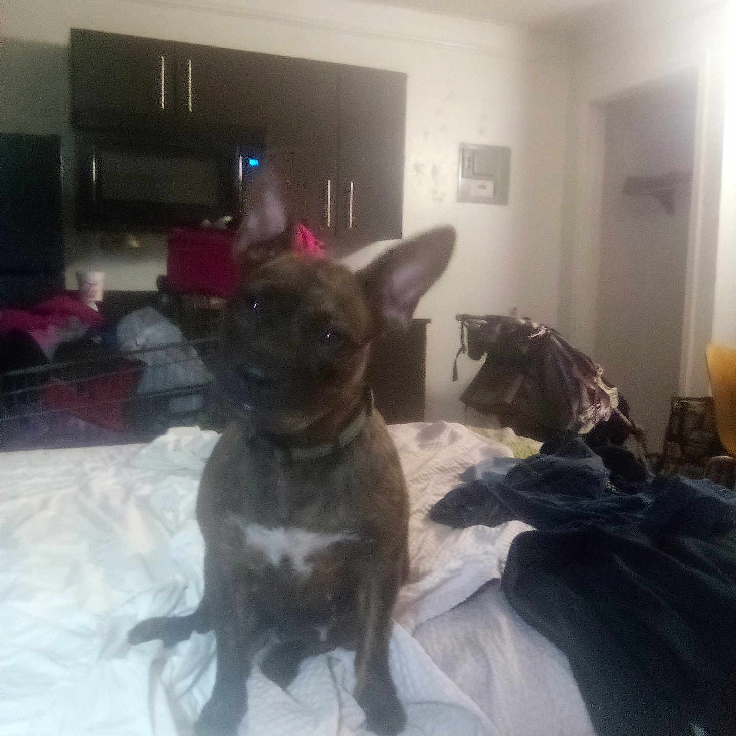 Precious Marie