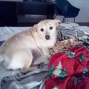 Suzie Q joined the competition — help win amazing prizes! dog, bed, blanket, indoor, furniture, chair, water_bottle, curled_up, looking_at_camera, light_fur, calm, cozy, fabric, decorative_blanket, table, resting, pet, domestic_animal, home, sleeping_area