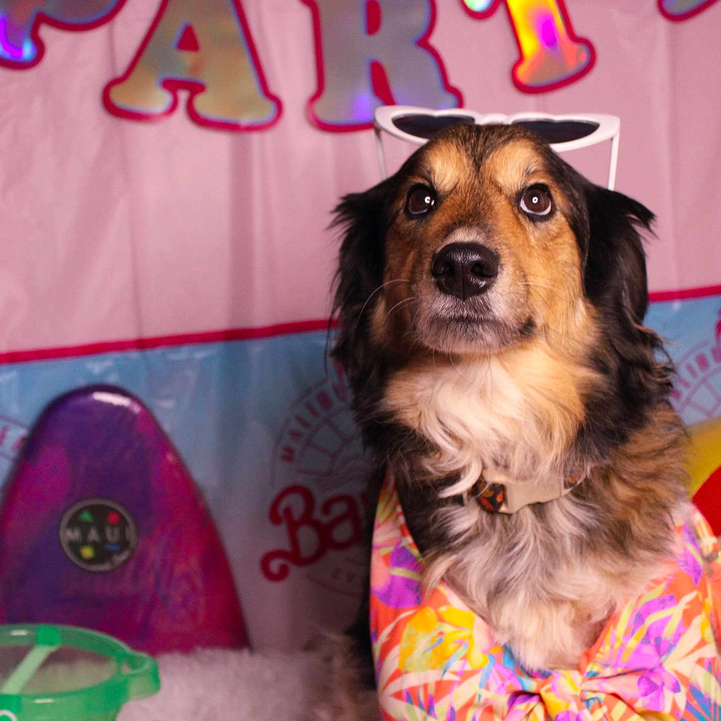 Gweny is registered to the contest to win money with this photo: animal, baseballcap, birthdaycake, cake, canine, cap, clothing, cockerspaniel, couch, cream, dog, furniture, germanshepherd, hat, hound, indoors, partyhat, pet, puppy, purple