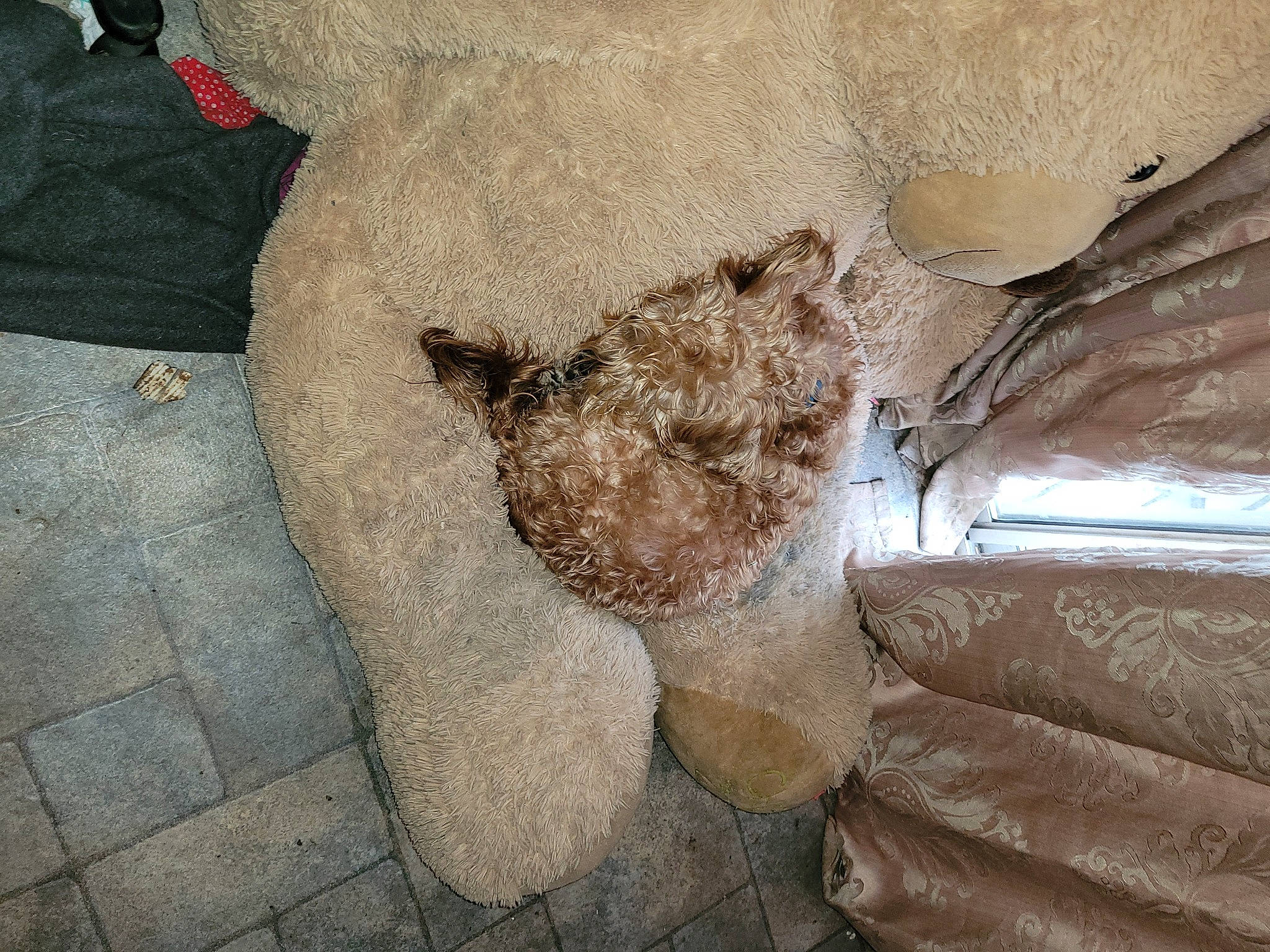 Coco is registered to the contest to win money with this photo: art, artifact, chair, cobblestone, concrete, couch, fawn, felidae, flooring, fur, road_surface, rock, sculpture, soil, stuffed_toy, teddy_bear, toy, window, wood, wool