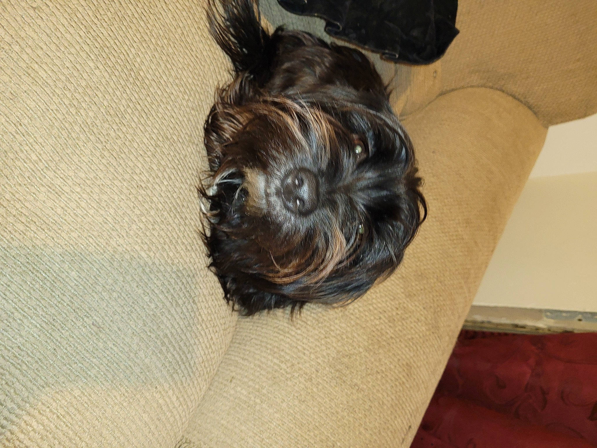 Lilly Mae is registered to the contest to win money with this photo: brown_hair, canidae, carnivore, comfort, companion_dog, dog, dog_breed, fawn, flooring, fur, grey, hair, hardwood, liver, long_hair, snout, sporting_group, toy_dog, wood, working_animal