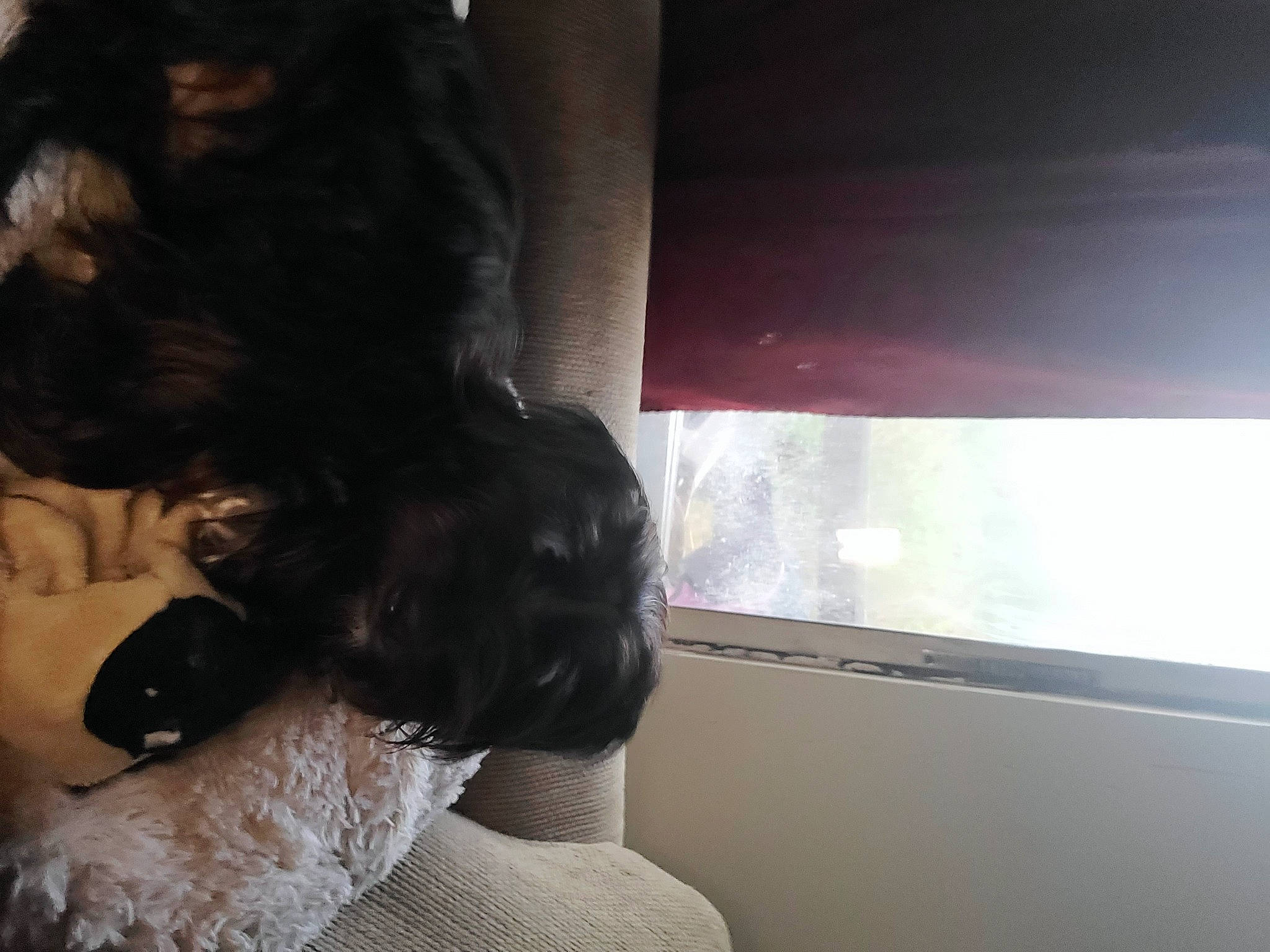 Lilly Mae is registered to the contest to win money with this photo: beard, black_hair, brown_hair, carnivore, comfort, companion_dog, dog_breed, felidae, fun, fur, fur_clothing, human_leg, jaw, room, selfie, small_to_medium_sized_cats, sporting_group, tail, tints_and_shades, whiskers