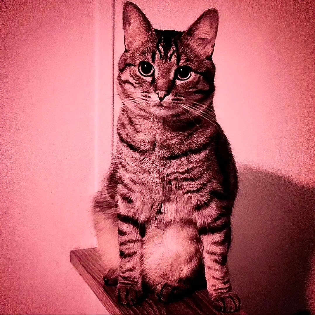 Enzo a rejoint le concours — aidez-le/la à gagner de superbes lots ! cat, tabby_cat, pet, animal, indoor, wooden_ledge, sitting, fur, whiskers, ears, eyes, portrait, feline, striped, cute, looking_at_camera, pink_tint, shadow, closeup, domestic_animal