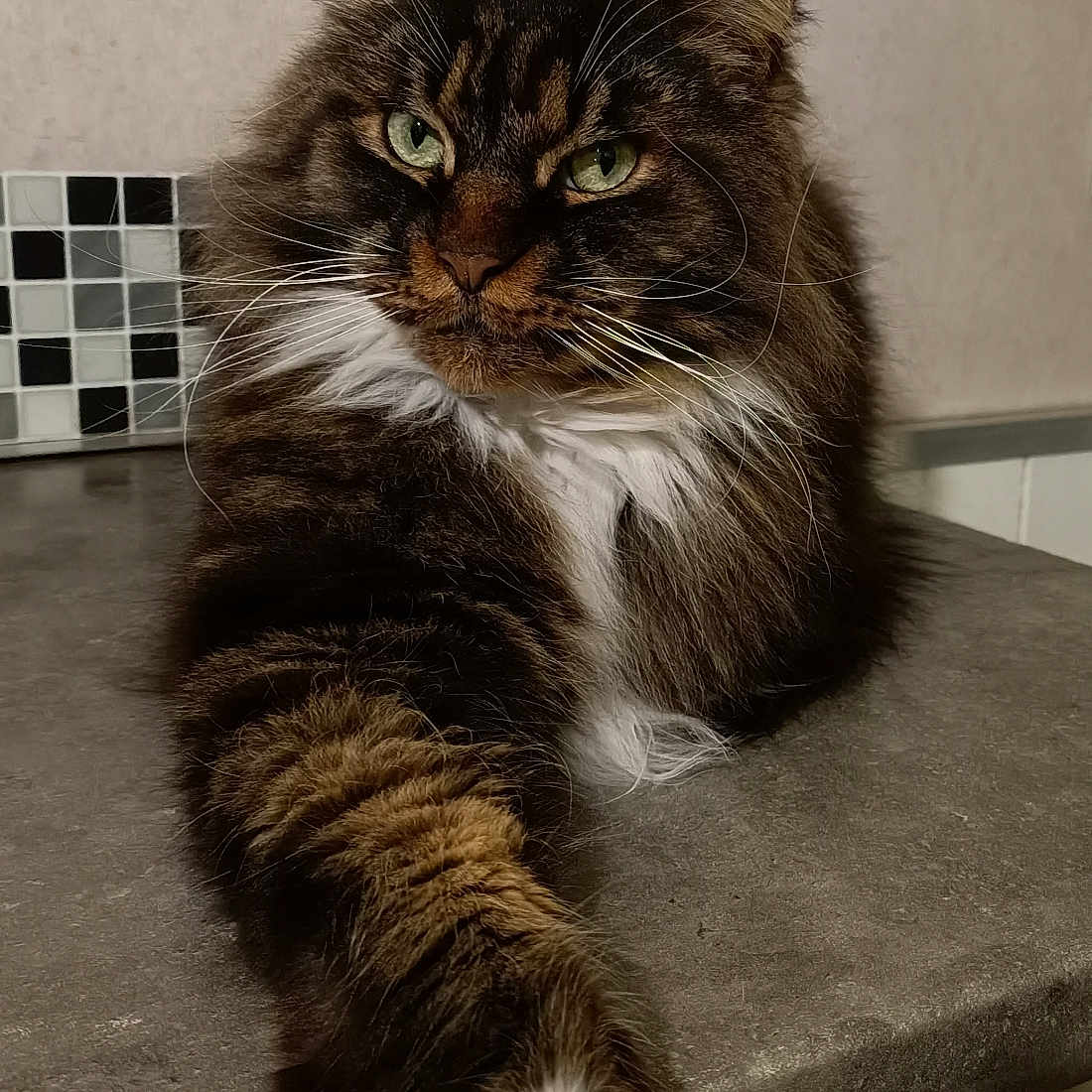 Maxou a rejoint le concours — aidez-le/la à gagner de superbes lots ! animal, cat, closeup, countertop, cute, domestic, feline, fluffy, fur, green_eyes, household, indoor, mammal, paw, pet, portrait, relaxed, sitting, tabby, whiskers