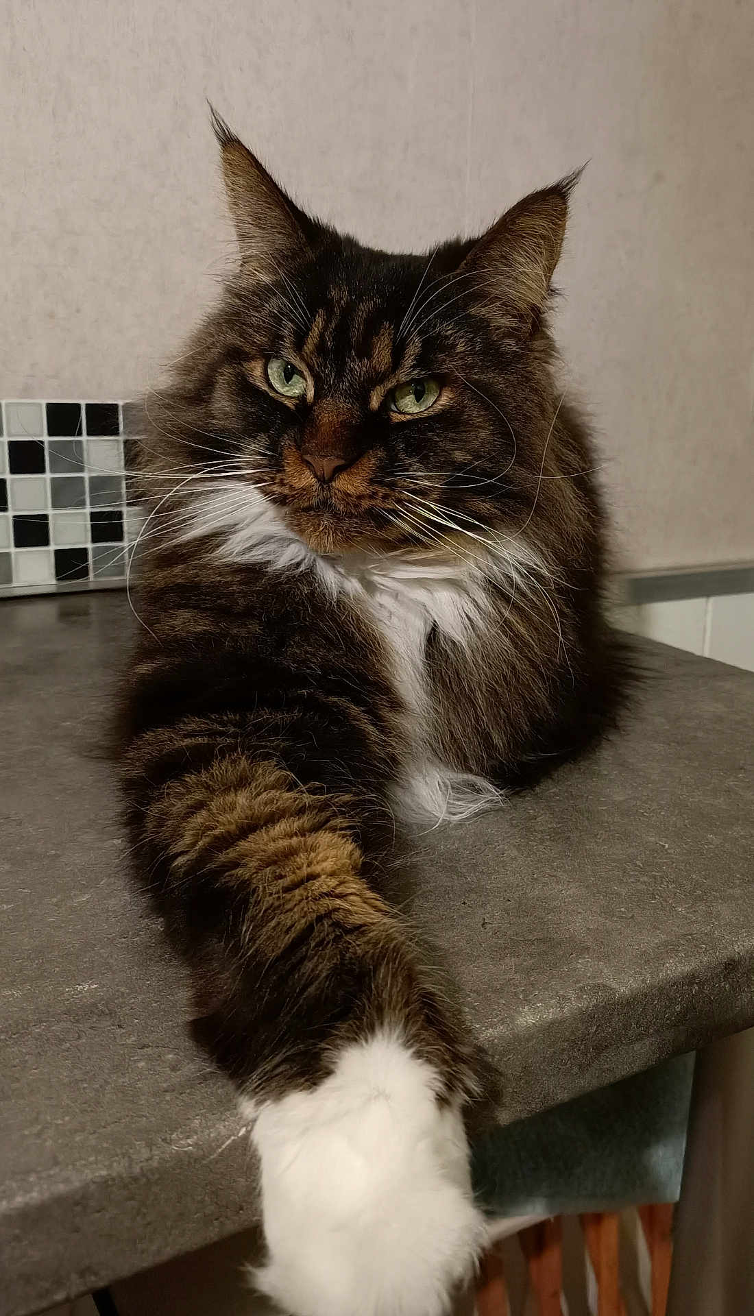 Maxou a rejoint le concours — aidez-le/la à gagner de superbes lots ! cat, tabby, fluffy, paw, green_eyes, whiskers, fur, countertop, indoor, relaxed, pet, mammal, animal, feline, closeup, portrait, sitting, household, domestic, cute