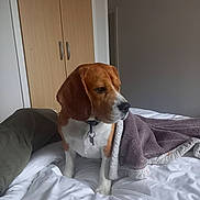 Pétrus a rejoint le concours — aidez-le/la à gagner de superbes lots ! beagle, bed, bedroom, blanket, blanket_drape, brown_and_white, canine, collar, companion, dog, domestic_animal, fur, fur_texture, indoor, pet, quiet, resting, thoughtful, white_bedspread, wooden_wardrobe