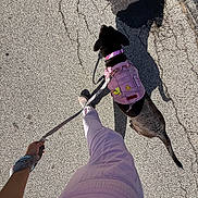 Rosie is registered to the contest to win money with this photo: dog, leash, person, shadow, asphalt, walk, harness, collar, pavement, outdoor, sunlight, casual, pink, clothing, footwear, hand, animal, pet, texture, street