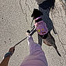 dog, leash, person, shadow, asphalt, walk, harness, collar, pavement, outdoor, sunlight, casual, pink, clothing, footwear, hand, animal, pet, texture, street