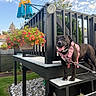 dog, black_dog, pink_harness, steps, deck, hanging_flower_basket, flowers, pink_flowers, orange_flowers, greenery, grass, rocks, thermometer, umbrella, blue_sky, clouds, fence, leash, outdoor, daytime