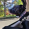 dog, black_dog, car_interior, dog_collar, window, paw, road, trees, greenery, sunlight, nature, pet, canine, travel, daylight, side_view, outdoor, animal, looking_out, leash