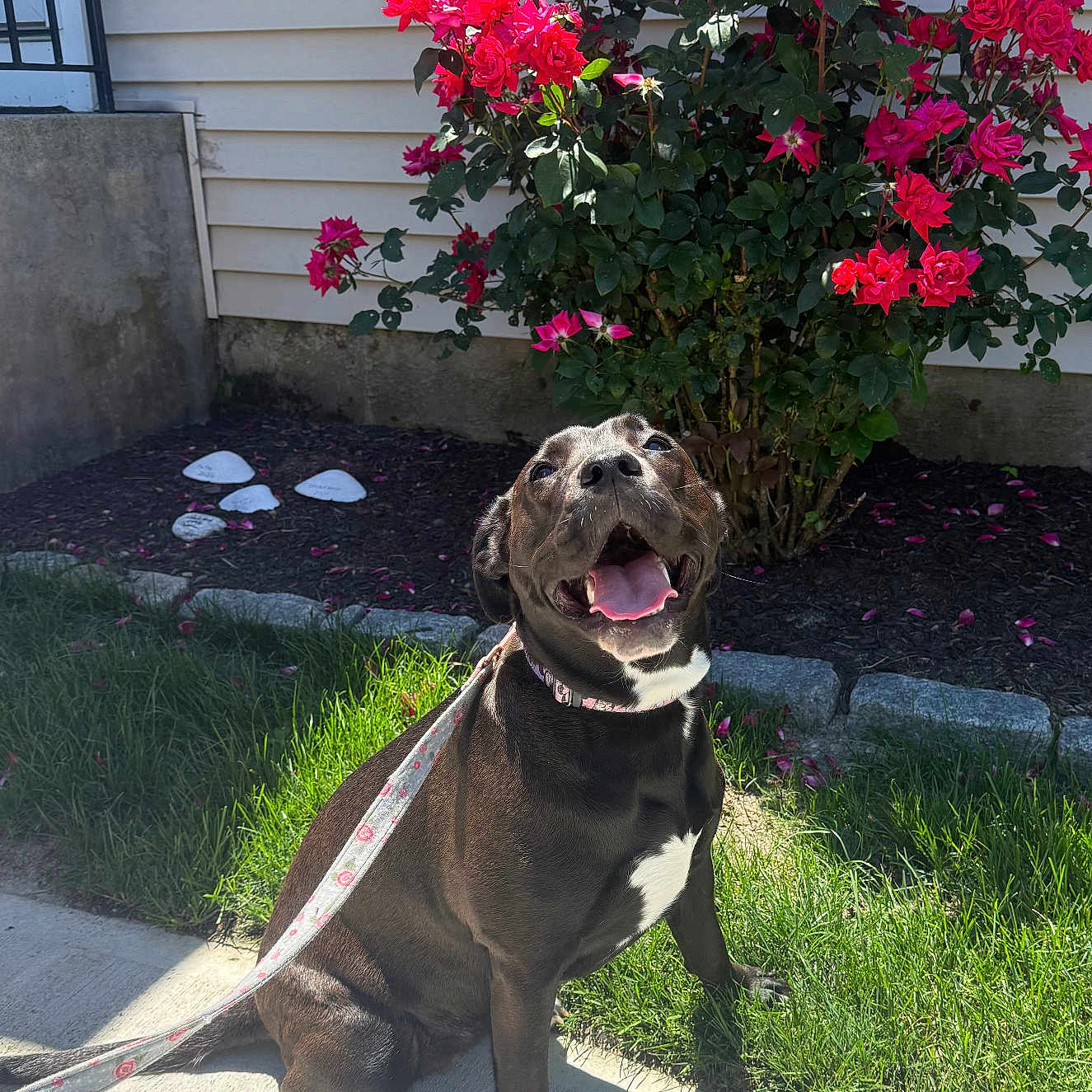 Rosie