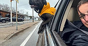 Rosie joined the competition — help win amazing prizes! dog, black_dog, raincoat, car, car_window, person, smile, rain, wet_road, sidewalk, traffic_light, street, vehicle, urban, outdoor, daytime, joy, pet, animal, road_sign