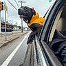 dog, black_dog, raincoat, car, car_window, person, smile, rain, wet_road, sidewalk, traffic_light, street, vehicle, urban, outdoor, daytime, joy, pet, animal, road_sign