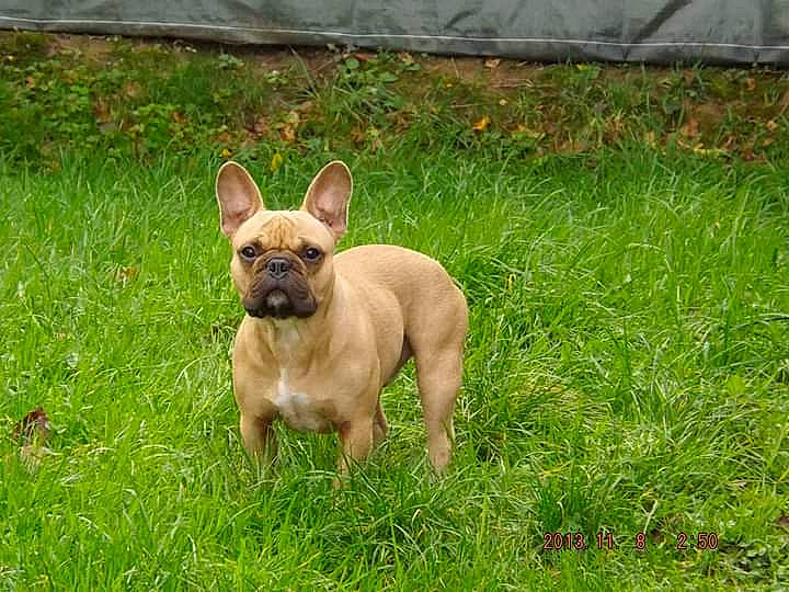 Halko participe au concours pour gagner de l'argent avec cette photo : bulldog, canidae, carnivore, companion_dog, dog, dog_breed, fawn, french_bulldog, grass, mammal, non_sporting_group, puppy, snout, toy_bulldog, vertebrate