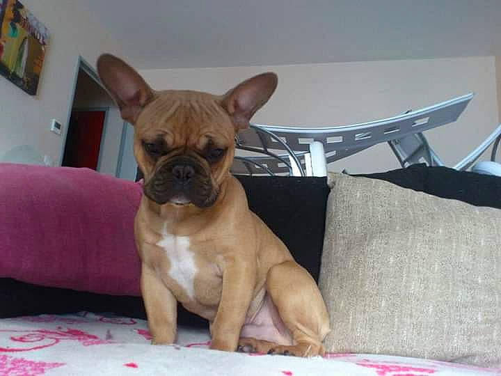 Halko participe au concours pour gagner de l'argent avec cette photo : boxer, bulldog, canidae, carnivore, companion_dog, dog, dog_breed, ear, fawn, french_bulldog, mammal, molosser, non_sporting_group, puppy, rare_breed_dog, snout, toy_bulldog, vertebrate