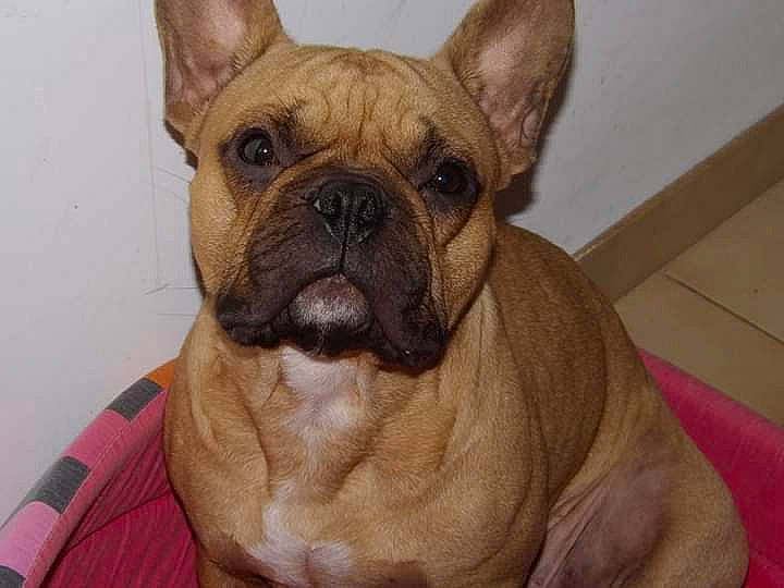 Halko participe au concours pour gagner de l'argent avec cette photo : ancient_dog_breeds, bulldog, canidae, carnivore, companion_dog, dog, dog_breed, fawn, french_bulldog, mammal, non_sporting_group, nose, pug, rare_breed_dog, skin, snout, toy_bulldog, vertebrate, whiskers, wrinkle