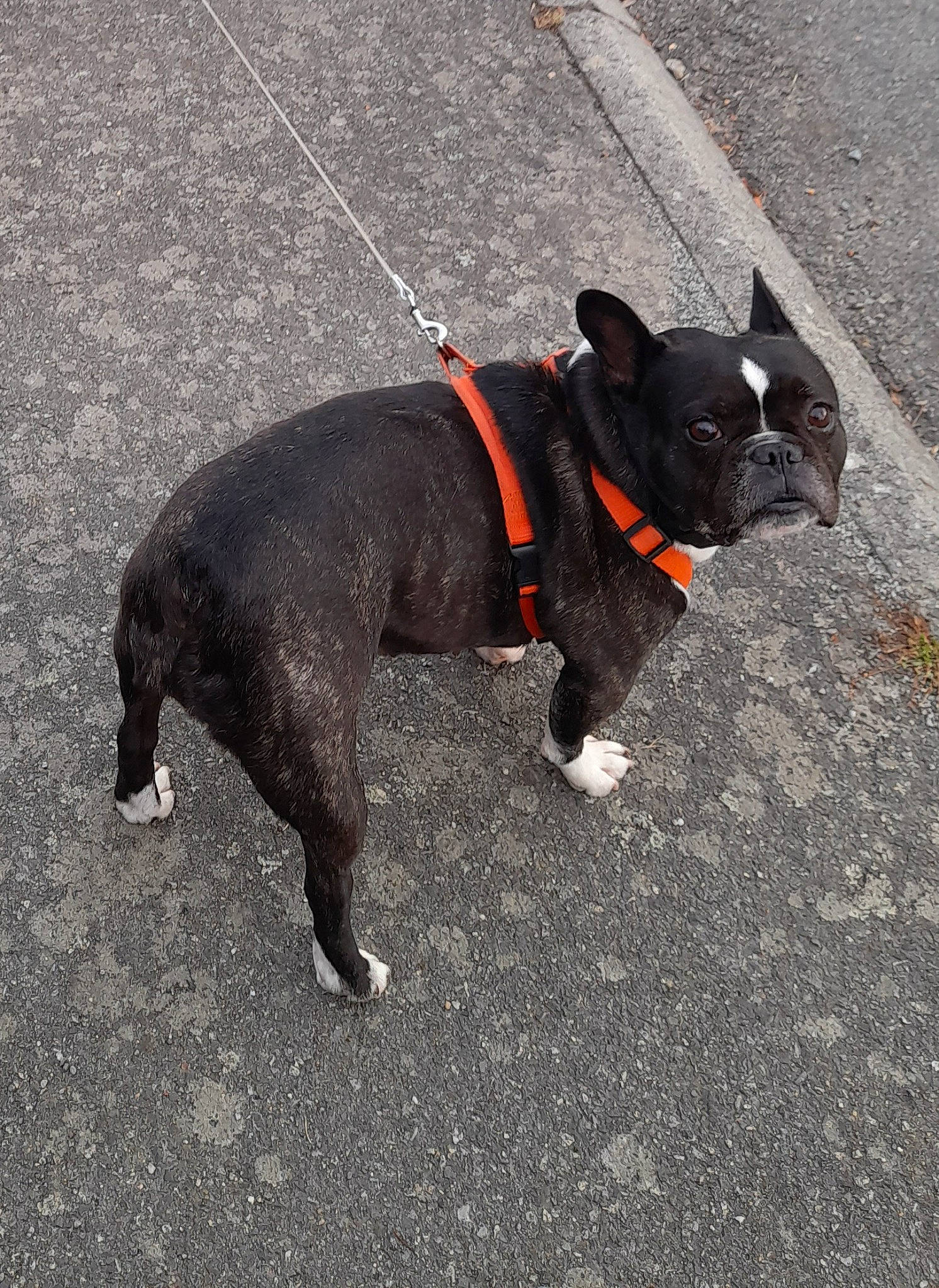 Ilia participe au concours pour gagner de l'argent avec cette photo : boston_terrier, canidae, carnivore, collar, companion_dog, dog, dog_breed, dog_collar, dog_walking, fashion_accessory, fawn, french_bulldog, leash, mammal, non_sporting_group, snout, sporting_group, staffordshire_bull_terrier, tail