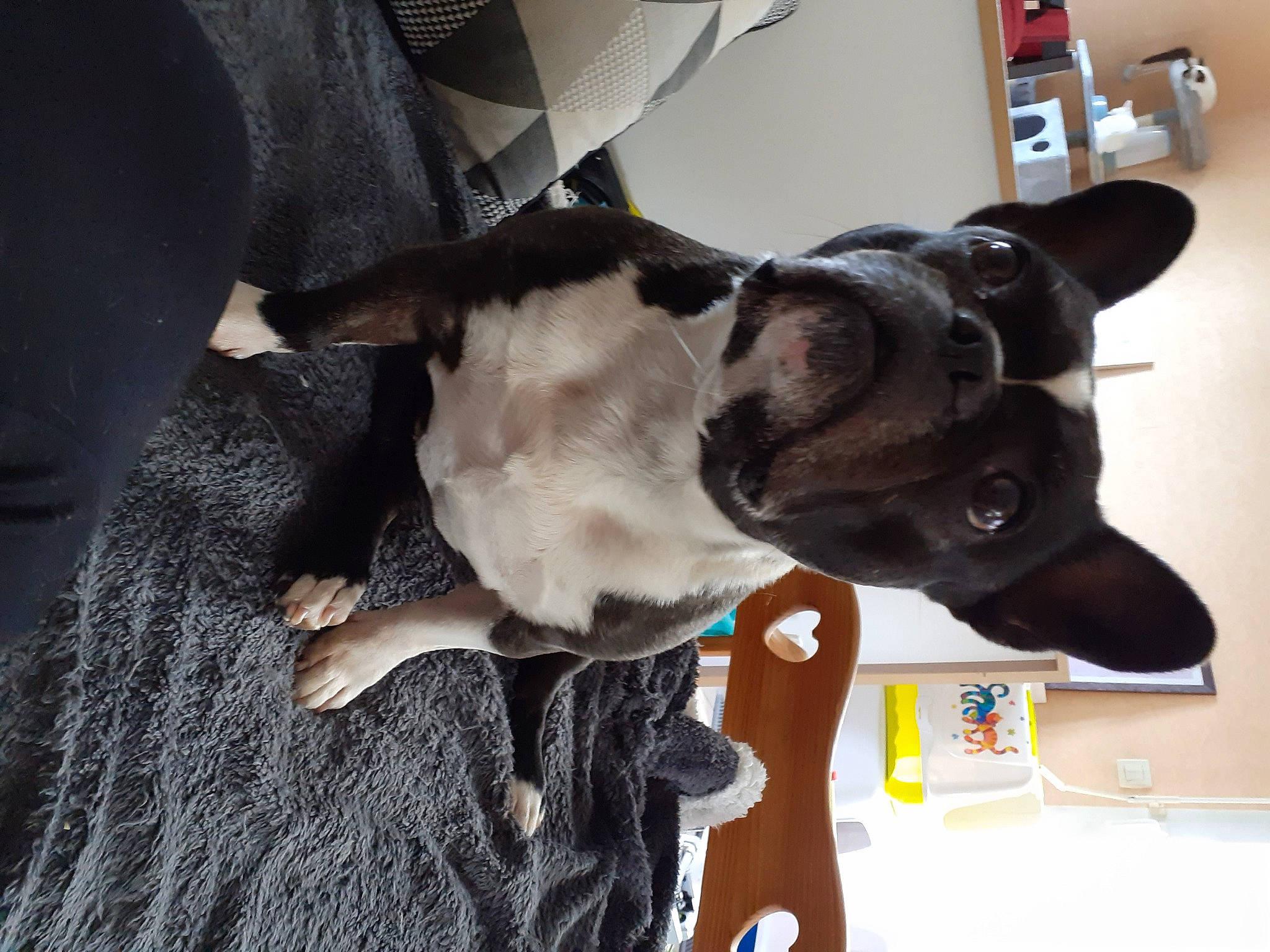 Ilia a rejoint le concours — aidez-le/la à gagner de superbes lots ! boston_terrier, canidae, carnivore, dog, dog_breed, ear, fawn, feist, french_bulldog, non_sporting_group, paw, snout, sporting_group