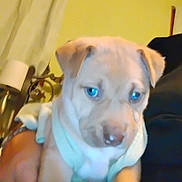 Cloie is registered to the contest to win money with this photo: puppy, dog, blue_eyes, close_up, indoors, curtain, yellow_wall, person, holding, pet, young, fur, cute, animal, face, snout, ears, soft_light, warm, cozy