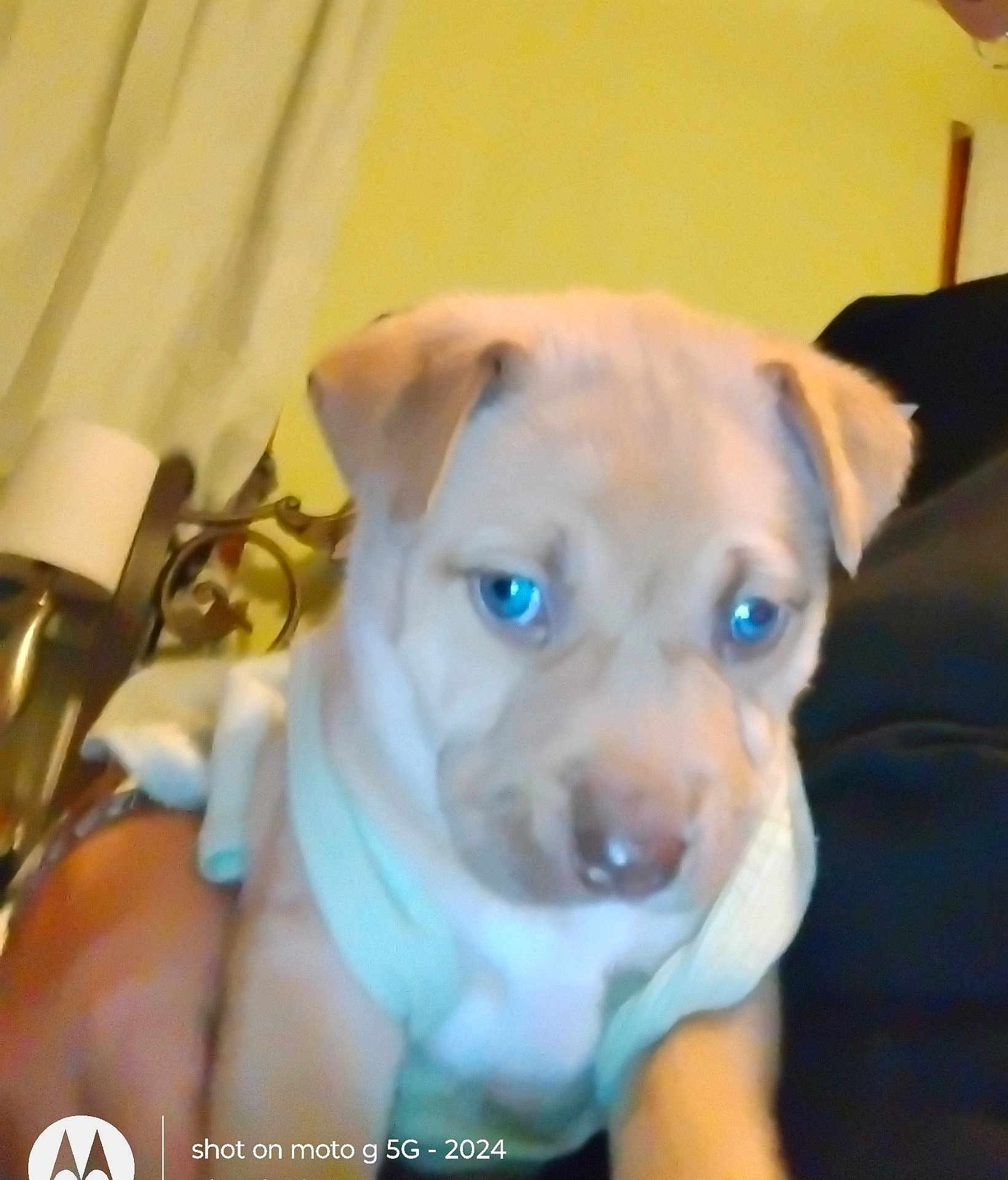 Cloie is registered to the contest to win money with this photo: puppy, dog, blue_eyes, close_up, indoors, curtain, yellow_wall, person, holding, pet, young, fur, cute, animal, face, snout, ears, soft_light, warm, cozy
