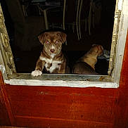 Sqeeky is registered to the contest to win money with this photo: puppy, dog, indoor, door, wooden, paw, pet, animal, flash, red_eye, furniture, chair, floor, cute, domestic, young, brown, white, curious, looking