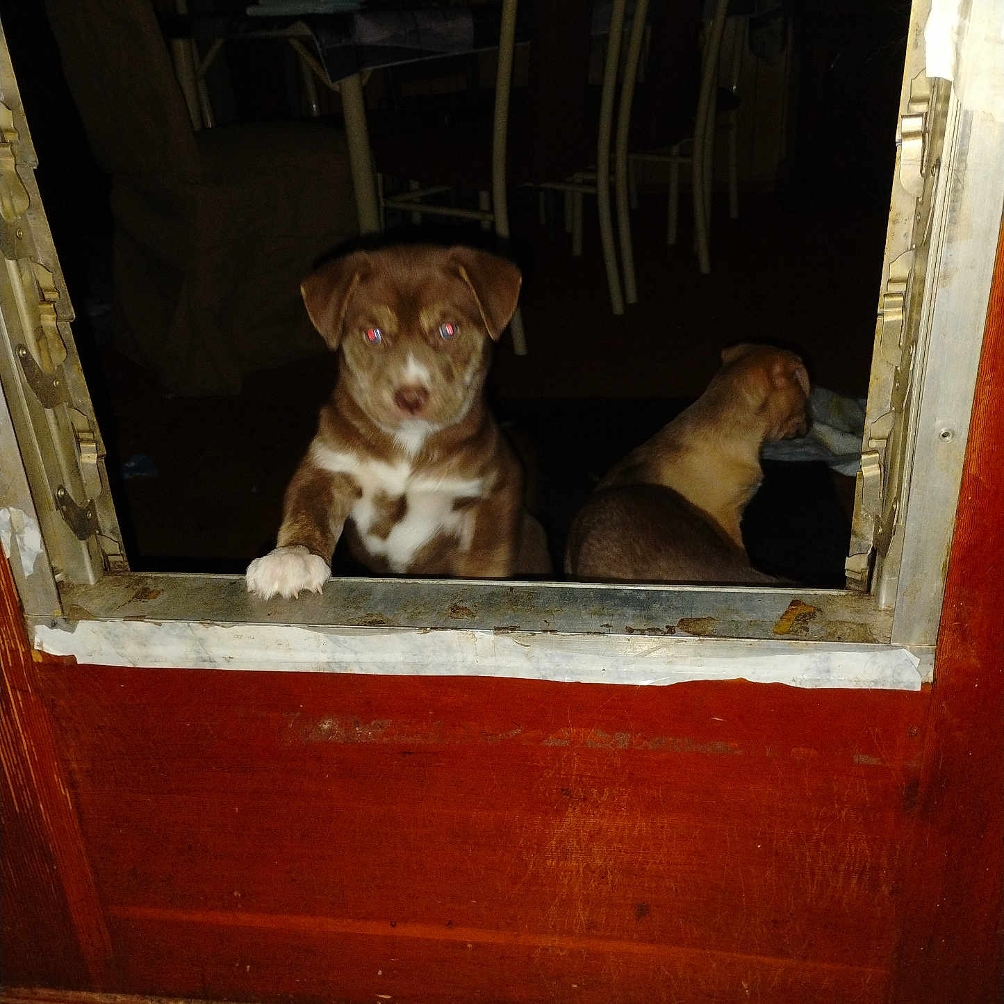 Sqeeky is registered to the contest to win money with this photo: animal, brown, chair, curious, cute, dog, domestic, door, flash, floor, furniture, indoor, looking, paw, pet, puppy, red_eye, white, wooden, young