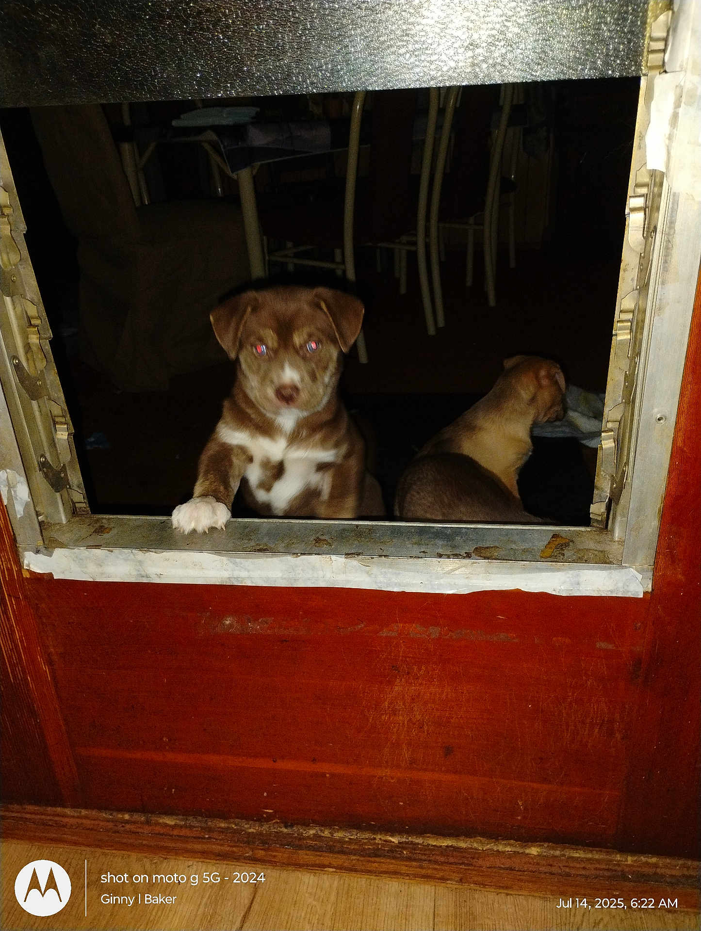 Sqeeky is registered to the contest to win money with this photo: puppy, dog, indoor, door, wooden, paw, pet, animal, flash, red_eye, furniture, chair, floor, cute, domestic, young, brown, white, curious, looking