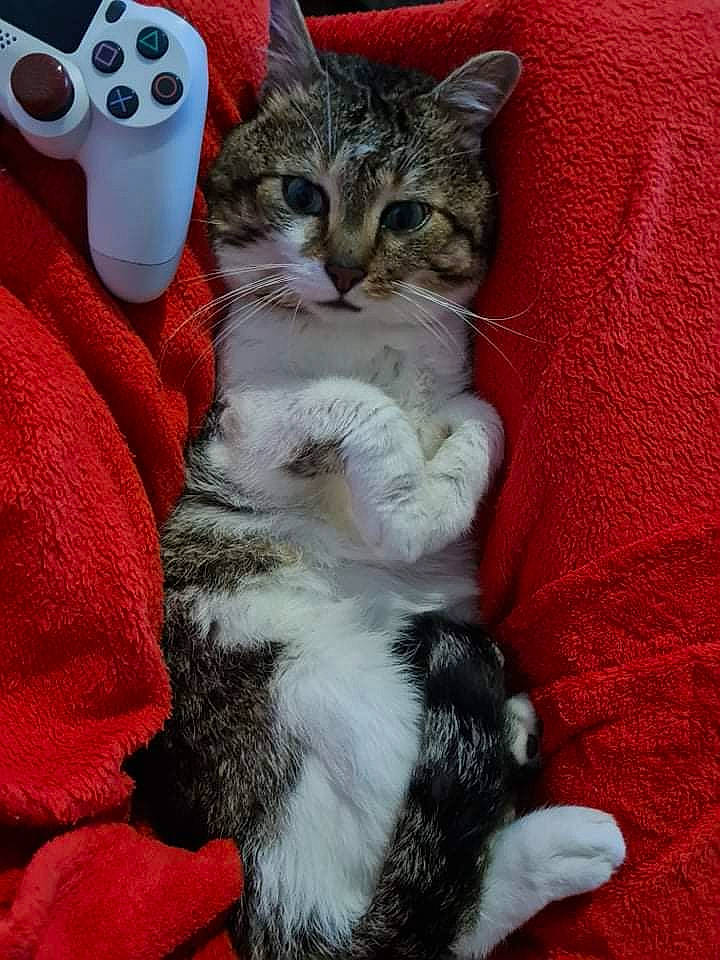 Belette participe au concours pour gagner de l'argent avec cette photo : carnivore, cat, claw, comfort, domestic_short_haired_cat, felidae, fur, grey, input_device, lap, nap, pattern, paw, small_to_medium_sized_cats, snout, tableware, tail, toy, whiskers