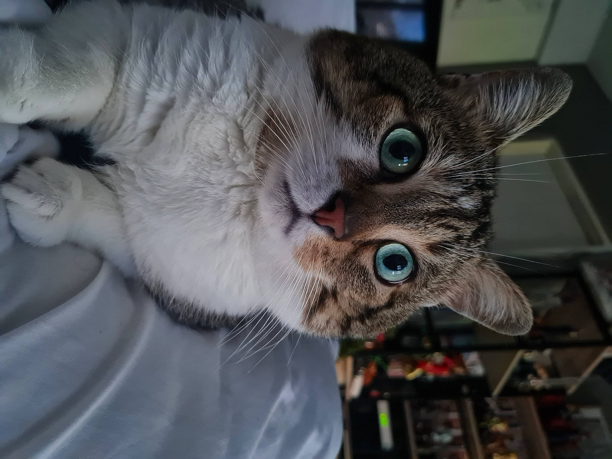 Belette participe au concours pour gagner de l'argent avec cette photo : carnivore, cat, claw, curious, domestic_short_haired_cat, ear, eyelash, felidae, fur, iris, paw, small_to_medium_sized_cats, snout, whiskers