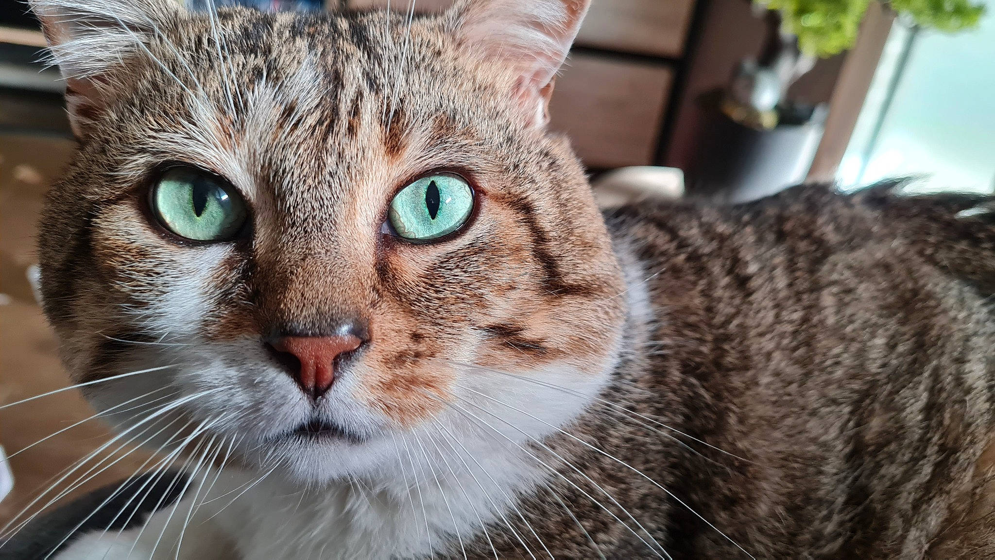 Belette participe au concours pour gagner de l'argent avec cette photo : carnivore, cat, close_up, domestic_short_haired_cat, ear, felidae, flowerpot, fur, houseplant, plant, small_to_medium_sized_cats, snout, terrestrial_animal, tree, whiskers, wildlife, window