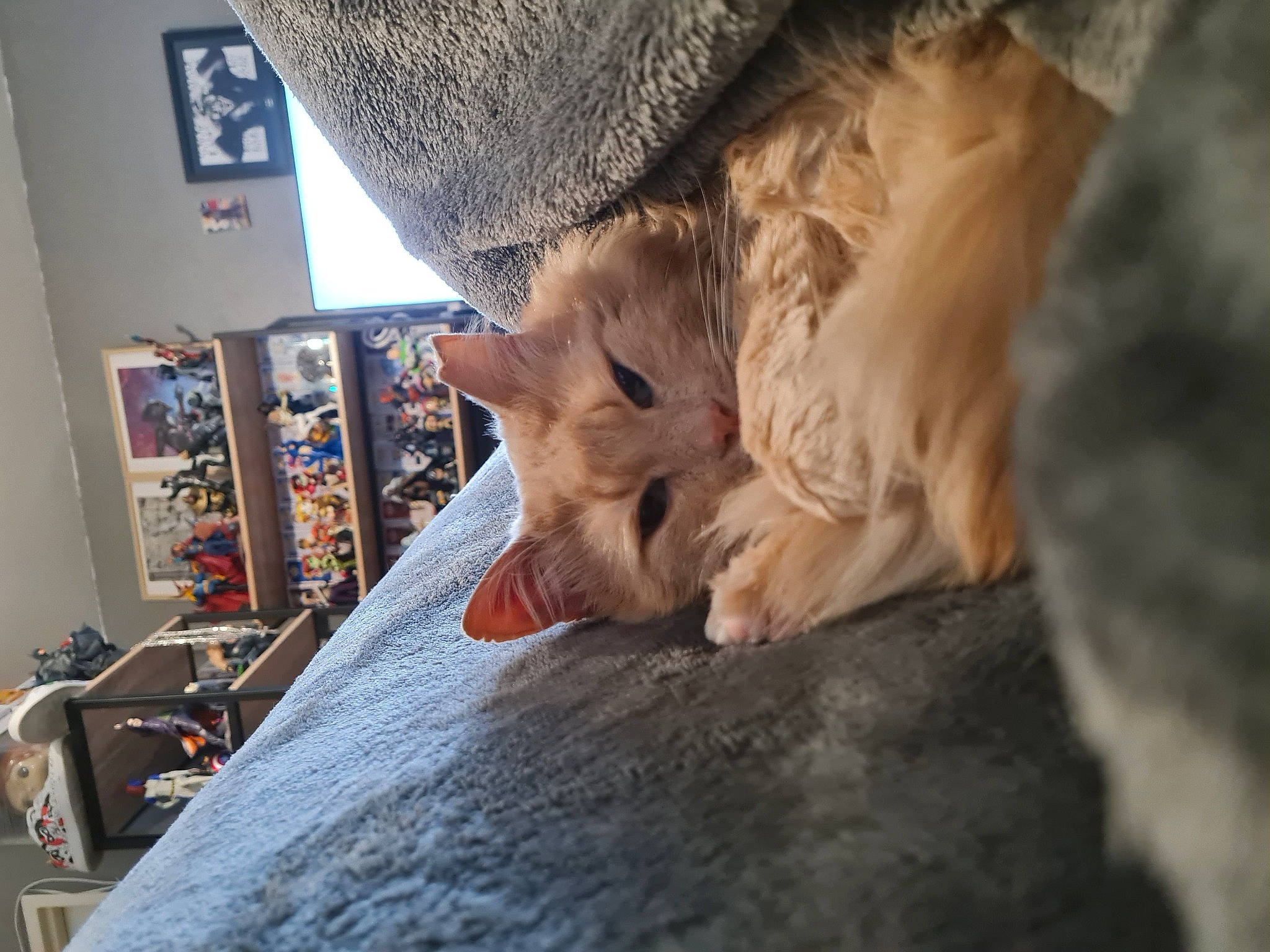 Rouquin participe au concours pour gagner de l'argent avec cette photo : canidae, carnivore, cat, comfort, companion_dog, dog_breed, domestic_short_haired_cat, fawn, felidae, flooring, human_leg, leg, small_to_medium_sized_cats, snout, sporting_group, tail, terrestrial_animal, tree, whiskers, wood