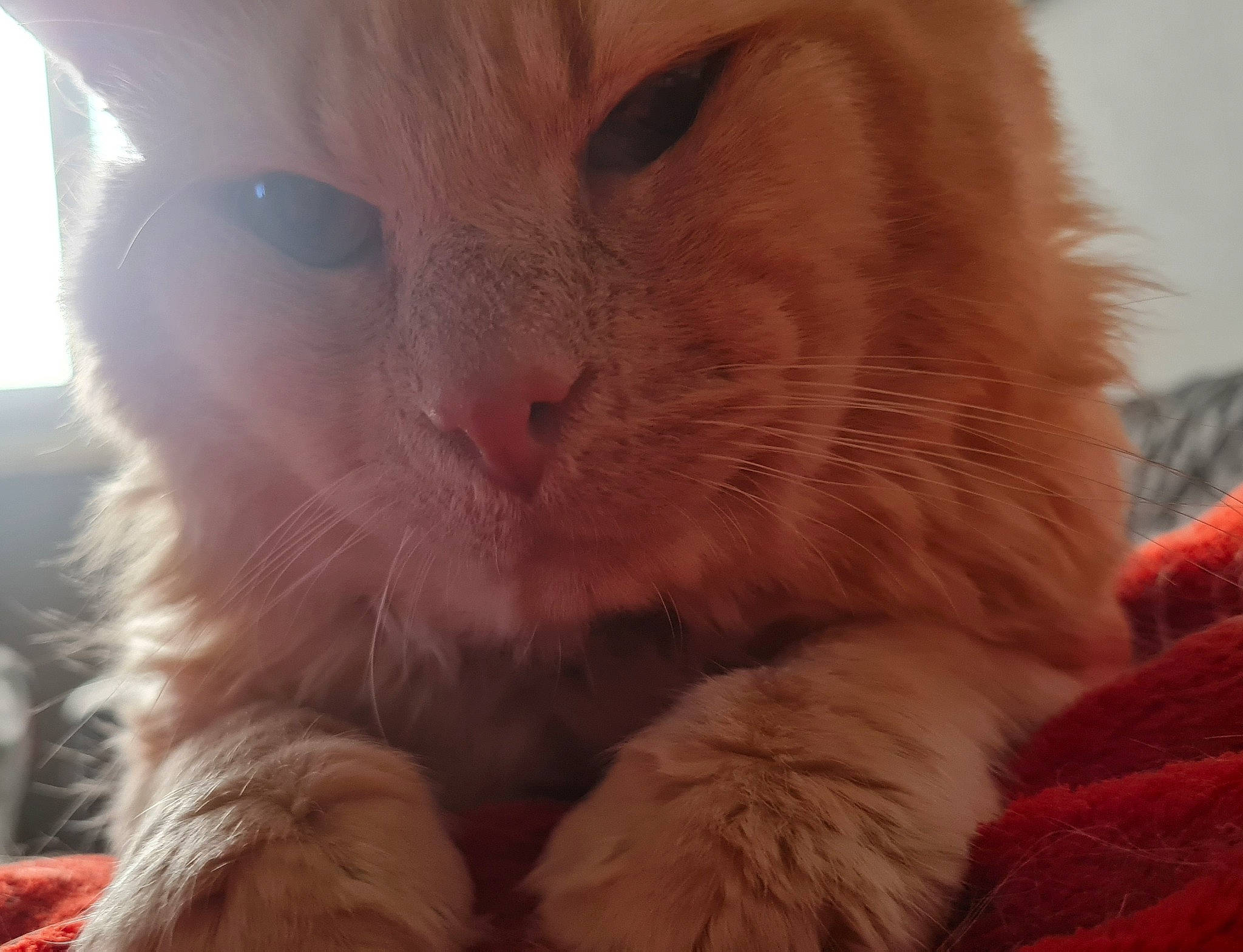 Rouquin a rejoint le concours — aidez-le/la à gagner de superbes lots ! carnivore, cat, claw, comfort, domestic_short_haired_cat, ear, fawn, felidae, fur, gesture, nap, paw, peach, pink, rabbits_and_hares, small_to_medium_sized_cats, snout, tail, terrestrial_animal, whiskers