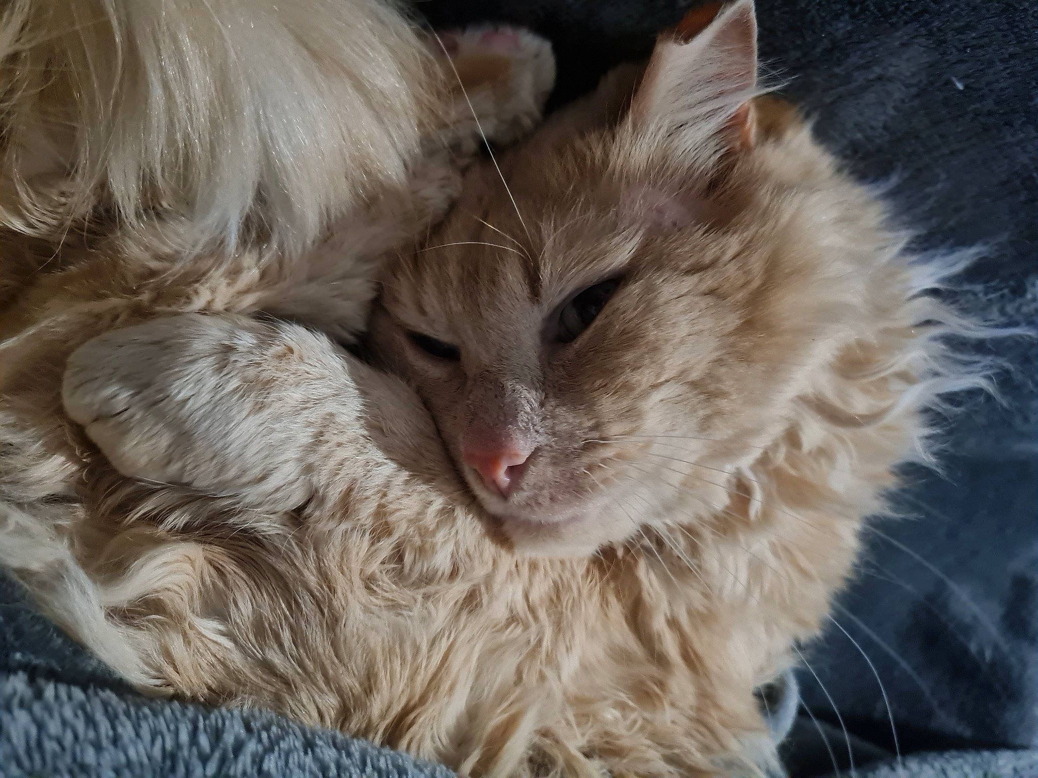 Rouquin participe au concours pour gagner de l'argent avec cette photo : carnivore, cat, close_up, ear, event, eye, fawn, felidae, fur, maine_coon, paw, small_to_medium_sized_cats, whiskers