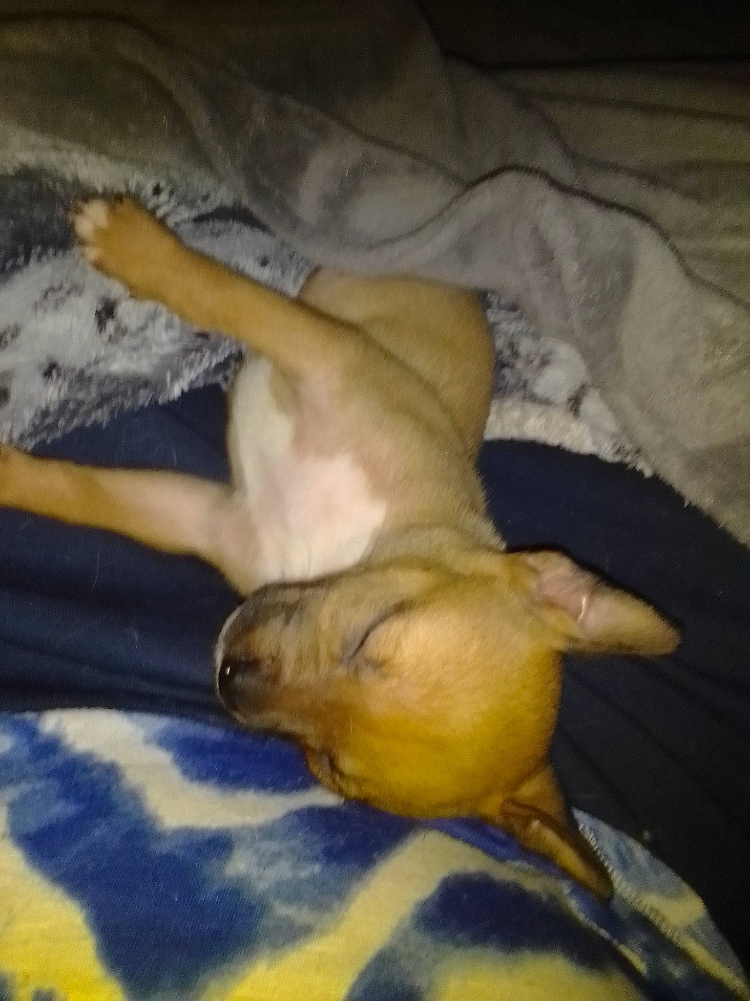 Freya is registered to the contest to win money with this photo: canidae, carnivore, comfort, companion_dog, dog, dog_breed, fawn, felidae, flooring, hardwood, human_leg, linens, paw, sporting_group, tail, terrestrial_animal, vertebrate, whiskers, wood, working_animal