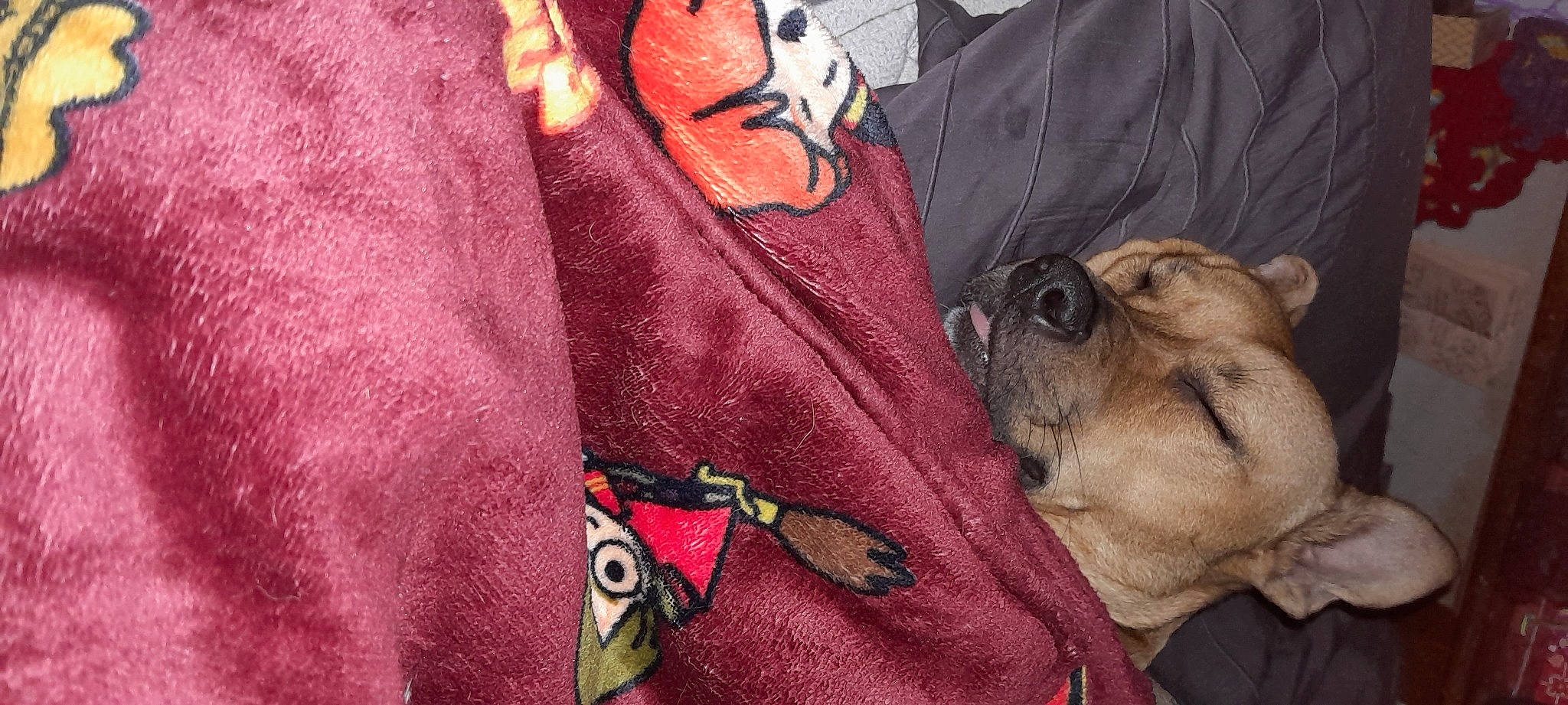 Freya joined the competition — help win amazing prizes! bag, button, carmine, carnivore, collar, comfort, companion_dog, dog, dog_breed, fawn, fur, guard_dog, linens, mammal, pattern, personal_protective_equipment, sleeve, toy_dog, whiskers, wrinkle