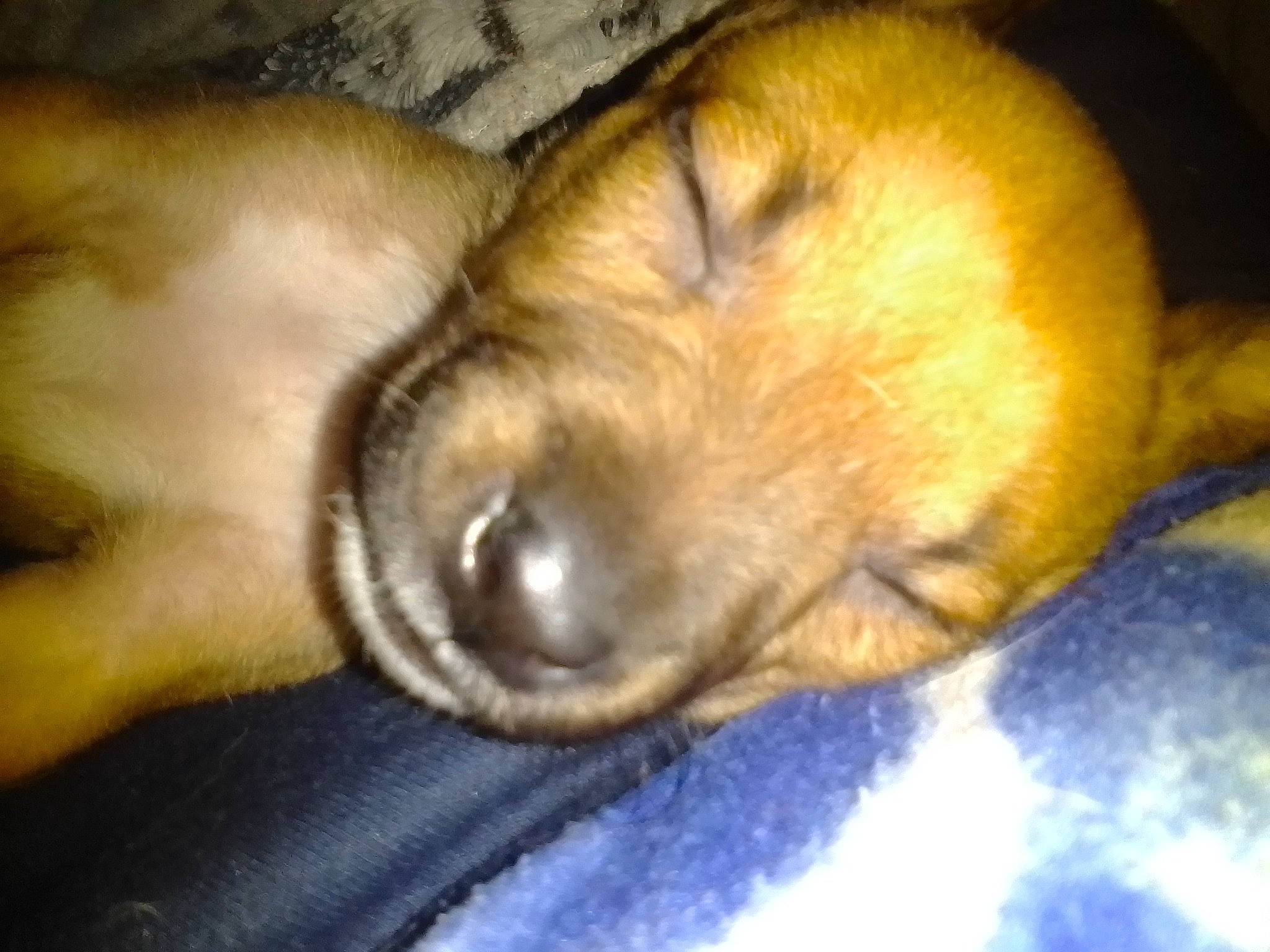 Freya is registered to the contest to win money with this photo: canidae, carnivore, comfort, companion_dog, dog, dog_breed, ear, fawn, fur, nap, paw, puppy, sleep, snout, sporting_group, street_dog, terrestrial_animal, whiskers