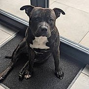 Rocky a rejoint le concours — aidez-le/la à gagner de superbes lots ! animal, brindle, canine, companion, curious, cute, dog, domestic, ears, floor_tile, friendly, glass_door, indoor, looking, mat, paw, pet, sitting, white_patch, young