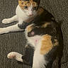 cat, calico_cat, pet, animal, feline, couch, indoors,  lounging, sitting, lying_down, stretching, white_fur, black_fur, orange_fur, green_eyes, whiskers, ears, paws, portrait, home