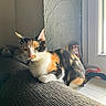 animal, black, calico_cat, cat, couch, ears, feline, fur, home, indoors, natural_light, orange, pet, portrait, relaxed, sitting, sunlight, whiskers, white, window