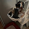 black_and_white_cat, calico_cat, cat_tree, cats, cozy, cuddling, fur, furniture, gray_cat, hammock, home, indoor, kittens, multiple_animals, orange_cat, pet_bed, sitting, sleeping, whiskers, wood_floor
